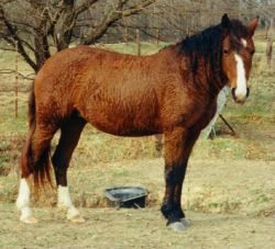 curly american horse