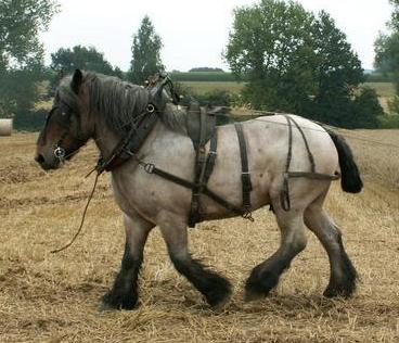 brabancon cheval de trait belge