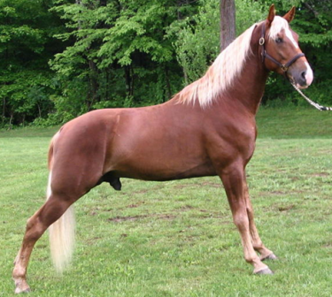 tennessee horse