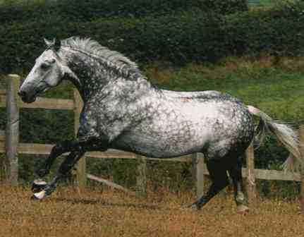 cheval irlandais