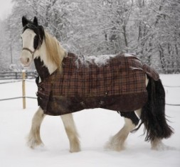 hiver cheval