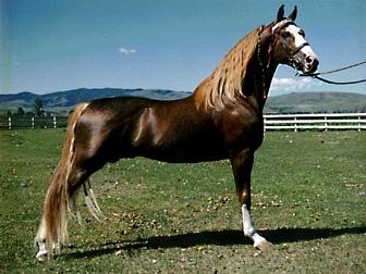 cheval tennessee