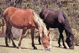 cheval australien
