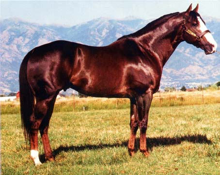 quarter horse